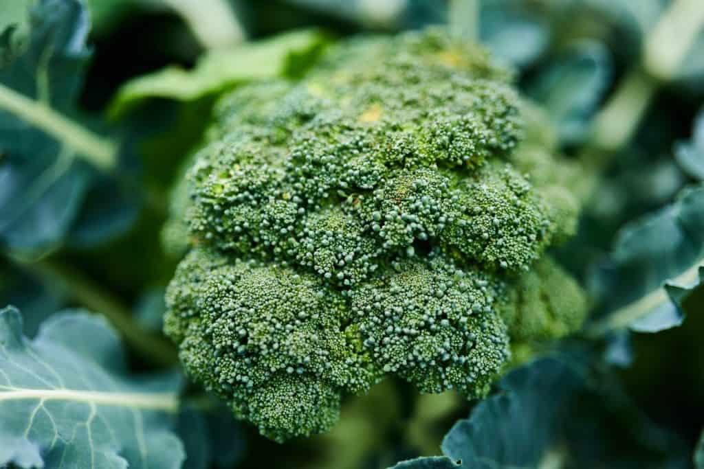 fal vegetable_broccoli